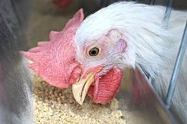Product: Improving calcium balance in poultry